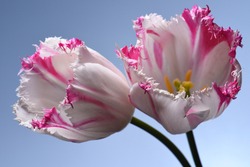 tulips with white-pink petals on a blue background, close-up, two flowers, studio shot. 