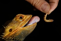 Domestic iguana eats a worm, close-up.