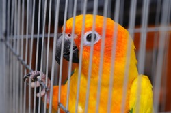 Parrot in a cage.