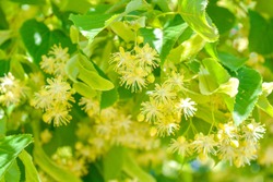 Flowers of blossoming tree linden wood, used for pharmacy, apothecary, natural medicine and healing herbal tea. Linden or lime tree in bloom as background of spring nature, note shallow depth of field