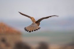 Female of Common kestrel, Falco tinnunculus, in flight. Photo taken in the province of Soria, Spain