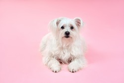 Portrait of adorable white fluffy dog posing on studio isolated on pink background