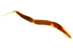 Free pinworm Stock Photos - Stockvault.net