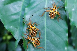 colored insects on a coffee leaf 