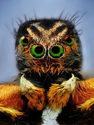 Extreme sharp portrait of jumping spider with green eyes taken with microscope lens