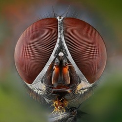 Extreme sharp and detailed study of fly head stacked from many shots taken with microscope lens