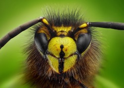 Extreme sharp and detailed study of wasp head taken with microscope objective stacked from many shots into one photo