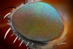 Macro fly compound eye surface at extreme x25 magnification. Very sharp