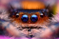 Jumping spider Phidippus regius head close up
