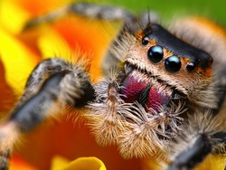 Jumping spider Phidippus regius with nice colorful background