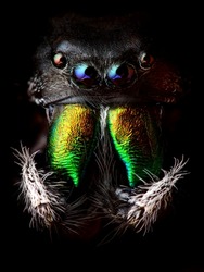 Phidippus audax jumping spider head closeup