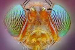 Extreme sharp macro portrait of small fly head taken with 25x microscope objective stacked from many shots into one very sharp photo