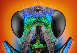 Extreme sharp and detailed study of 6 mm Cuckoo wasp (Holopyga generosa) taken with 10x microscope objective stacked from many shots into one very sharp photo. 