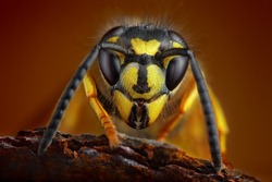 Wasp detailed portrait