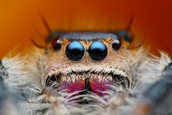 Very detailed view of Phiddipus regius jumping spider with parasite