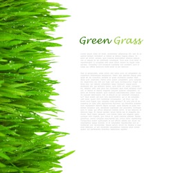 Fresh Green  Grass with Drops Dew / isolated on white with copy space