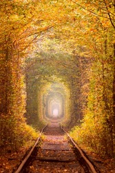 Golden  Autumn Trees Tunnel with old railway - Tunnel of Love. Natural tunnel of love formed by trees. Ukraine