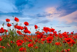 Amazing spring poppy field landscape against colorful sky and light clouds 