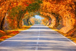 Autumn Fall Road landscape - Real trees tunnel,  beautiful autumnal colors, sunny day