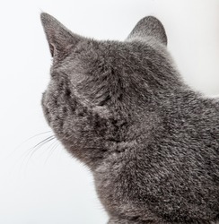 Grey cat looking back, neutral background