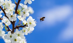 Bee on apple blossom; closeup of a beautiful spring apple tree against blue sky, shallow field