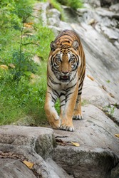 Tiger in Thailand Zoo