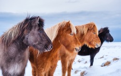 Horses in Iceland. Wild horses in a group. Horses on the Westfjord in Iceland. Composition with wild animals. 