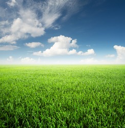 Field at the day time. Agricultural landscape in the summer time