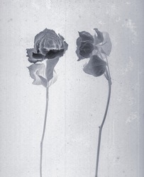 Roses isolated. Daguerreotype style. Film grain. Vintage photography. Botanical negative x-rays scan. Canvas texture background. Vintage, conceptual, old retro aged postcard. Black and white, gray.