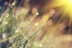 The morning dew. Abstract background of shining a bright morning dew, vintage style effect picture 
