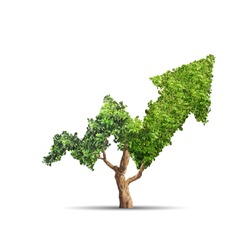 Tree grows up in arrow shape over white background. Concept business image