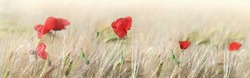 panoramic view on  red poppies flowers blooming in a cereal field