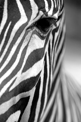 Monochromatic image of a the face of a Grevy's zebra close up. Vertically.