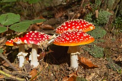 Group of toadstools in the forest (horizontally)