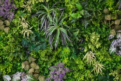 Green leaves with vegetation on wall background. Plant wall with lush green colors. Green leaves texture. used for fresh or Background concept.