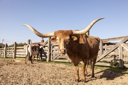 Longhorn steer in Fort Worth Stockyards. Texas, United States