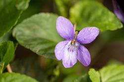 Macro image of Viola odorata or sweet violet flower in its natural habitat in springtime forest