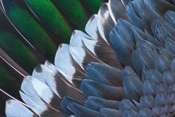 Brown, green, blue, and white feathers on the wing of a wild duck as a background. Close-up colorful feathers, bird feathers background texture. Selective focus.