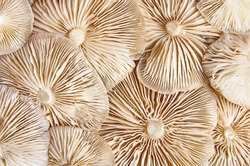 Close-up view of theunderside of pile clitocybe mushrooms. Close-up of beige mushrooms texture background.