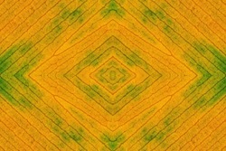 A symmetrical pattern formed by pattern of surface of yellow-green ficus leaf texture . The image with the mirror effect. Amazing seamless pattern of veins of fallen leaf.