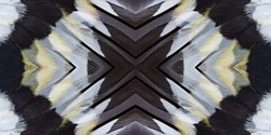 Abstract symmetric pattern of white, yellow and brown feathers of common chaffinch as background close-up. Ornamental surreal tracery of bird feathers. The image with mirror effect.