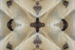 Abstract symmetric pattern of feathers of owls close-up as background. The texture of the wing feathers of the owl. Macro of multicolor feathers of a owl. The image with mirror effect.