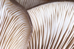Close-up abstract background of oyster mushrooms texture. Selective focus.