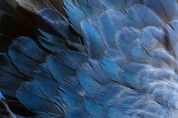 Blue, grey and white feathers on the wing of a wild duck as a background. Close-up colorful feathers, bird feathers background texture. Selective focus.