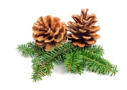 evergreen tree Christmas pine cones with branch on a white background. Decorate element