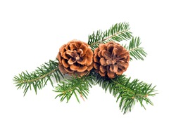 Christmas pine cones with branch on a white background. Decorate element