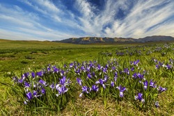 Beautiful Iris field on a background of mountains and clouds