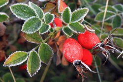 Red berries in the frost