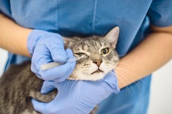 Veterinarian doctor uses eye drops to treat a cat