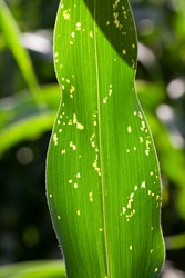sick spots are stained corn leaves on an agricultural field